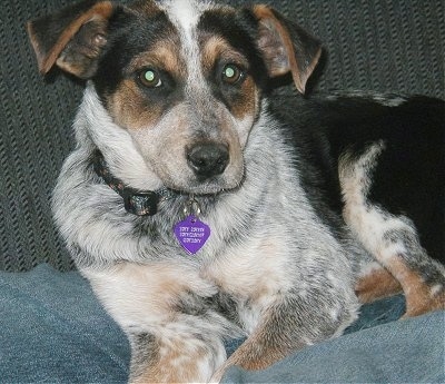 Close up - A black and white with tan Texas Heeler is laying across a couch and it is looking forward. The dog has a black nose and its ears are folded over to the front.