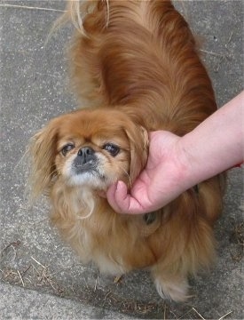 Top down view of a brown with white Tibetan Spaniel that is standing on a sidewalk and it is getting its chin rubbed by a person standing in front of it. The dog has a big underbite, a black nose and big round eyes.