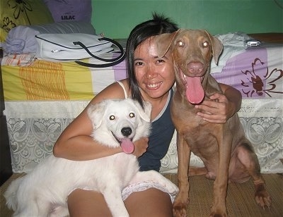 A girl is sitting on the floor in front of a bed hugging two dogs flanking her. A tan Doberman puppy is sitting to her right and a white Japanese Spitz mix is in the lap of the lady. Both the dogs mouths are open and tongues are out. They all look happy. 