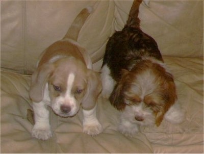 Basset Hound Puppies on Tzu Basset Puppies At 4 Months Old   Left  Male Puppy With Basset Coat