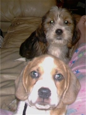 Two Tzu Basset puppies are laying on a couch down the leg of a person in pink pajamas. One dog has a short tricolor coat and the other dog has a wiry looking coat. They have round wide brown eyes.