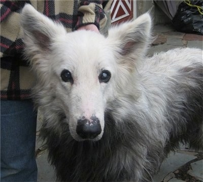  the cloudiness in his eyes, the beginnings of the inflamed eye disease 