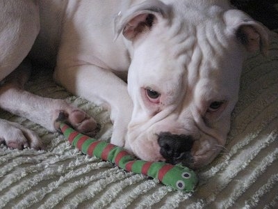 Close up - A big headed, wrinkly, extra skinned, white Victorian Bulldog is laying down on a bed and there is a green and red plush worm toy in front of it. The dog has a big black nose and droopy eyes.