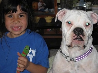 A girl in blue is holding a green and red plush worm in her hand and to the right of her is a sitting white Victorian Bulldog. They both are looking forward. The dog is as large as the kid.