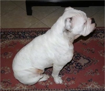 Top down view of the left side of a white Victorian Bulldog that is sitting on top of a rug. It has a muscular body and a wide chest with wrinkles on its head and a black nose.