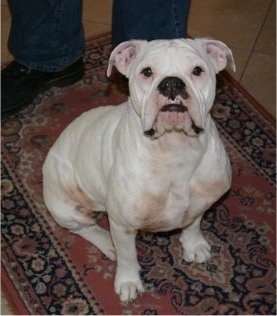 Top down view of a very wide chested, white Victorian Bulldog that is sitting on a rug. The dog has a big black nose and black on its lips with extra skin on its face. Its eyes are black. There is a person standing behind it.