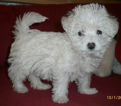 The right side of a wavy coated soft looking white WestiePoo puppy that is standing on a red couch and it is looking forward. The dogs tail is up, its eyes and nose are black.