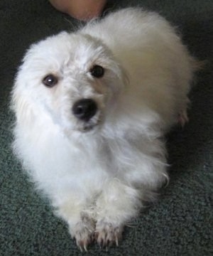 Topdown view of a white soft looking Westiepoo dog that is laying on a carpet and it is looking up. It has dark eyes and a black nose.