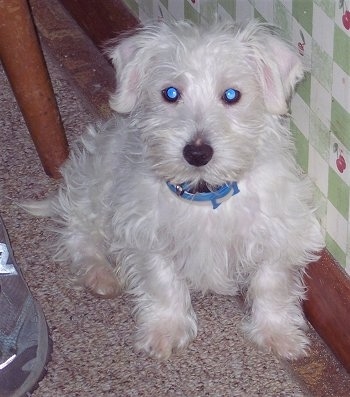 A white Westiepoo puppy that has long hair is sitting on a tan carpet leaning against a green and white checkard wall that has cherries on it.