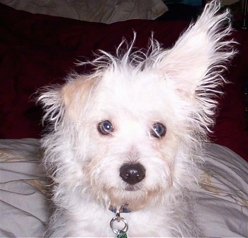 Close up - A white with tan Westiepoo puppy that is laying on a pillow and its right ear is up in the air. Its left ear is folded over to the front. Its nose is black and eyes are round with black rims.