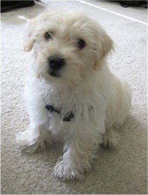 A white with tan soft looking Westiepoo puppy that is sitting on a carpet and it is looking up. The dog's nose, lips and eyes are black. Its ears hang down to the sides.