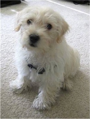 Cute Westie Puppy