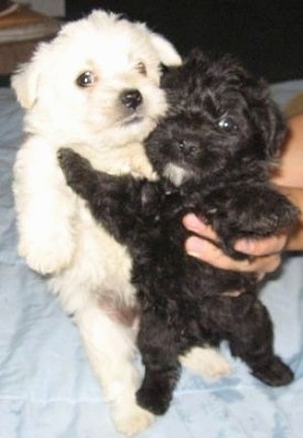 Two puppies, a white and a black pup are being held up belly out by a person's hand on a bed.
