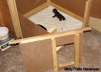 Two Puppies in the wooden whelping box in which the front is removed