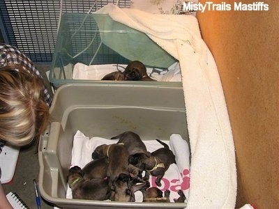 Pups in two different bins