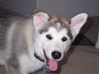 Upper body shot - A white with tan and grey Wolamute dog is standing on a tan carpet and it is looking to the right of its body. Its mouth is open and tongue is out.