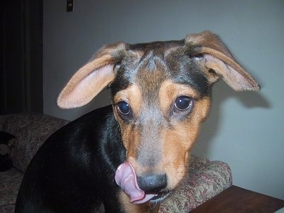 Close up - The right side of a black and brown Xoloitzcuintli that is standing on the arm of a chair. It is looking to the left, its mouth is open and it is licking the left side of its mouth. It has two ears that fold over to the sides, large dark eyes, a black nose and short black and tan soft fur.