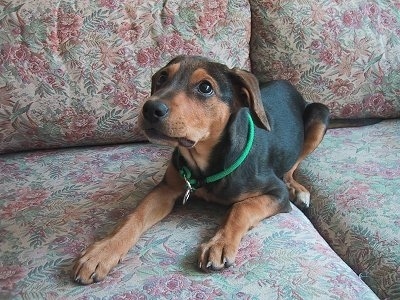 A short haired, black and brown Xoloitzcuintli puppy is laying down on a couch looking up and to the left. It has dark wide eyes, ears that fold down to the sides, a black nose and a short soft coat.