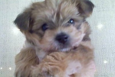 Close Up head shot - Gulliver the Bichon Yorkie held in the air against a backdrop