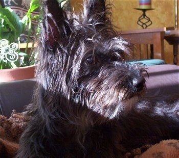 Lucy the Bichon Yorkie puppy looking to the left