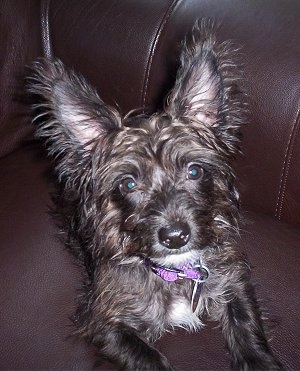 Close Up - Lucy the Bichon Yorkie Puppy sitting on a leather couch