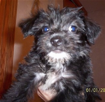 Close Up - Lucy the Bichon Yorkie Puppy being held up in the air