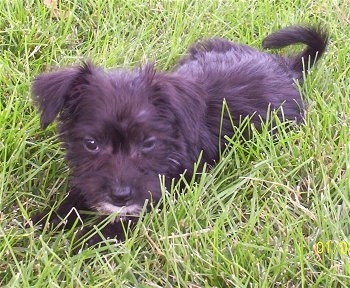 Lucy the Bichon Yorkie Puppy laying in grass