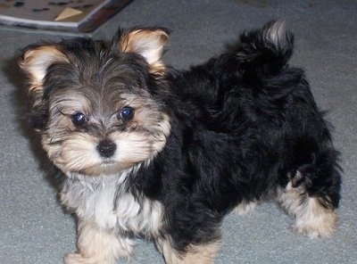 The left side of a black with white and tan Yorktese puppy that is standing across a carpet and it is looking forward. It has a long body and short legs. Its perk ears are small and stand up. Its thick hair on its face makes its head look square. It has a black nose, dark round eyes and a docked tail.
