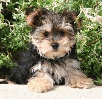 Close up front view - A black with tan Yorktese puppy is laying on a concrete porch in front of green bushes and it is looking forward.