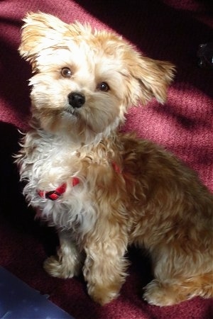 The left side of a brown with white Yorktese tan sitting on a burgundy carpet. It is looking up and its head is tilted to the right. Its hair is shaved short and looks soft. It has wide round golden brown eyes and a black nose.