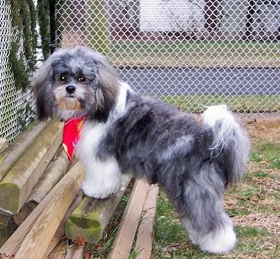 Shih+tzu+mix