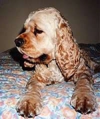 Close up - A tan American Cocker Spaniel is laying down on a bed, it is looking to the left and its mouth is open with its tongue out.