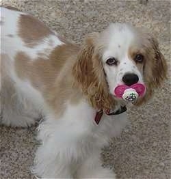The front right side of a tan and white American Cocker Spaniel that has a pacifier in its mouth