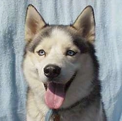 Close Up - Boris the blue-eyed Siberian Husky is sitting looking happy with his mouth open and tongue out