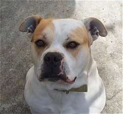 Close up - A top down view of a white with tan American Bulldog that is sitting on a concrete surface and it is looking up.