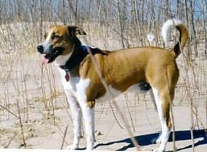 The left side of a brown and white Arubian that is Cunucu standing on sand