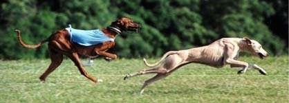 Two Azawakh Hounds are in motion running through a field.