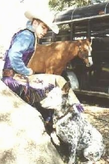The left side of an Australian Cattle Dog that is sitting and looking at a large rock, that has a cowboy sitting on that rock and a horse tied to a trailer behind them.