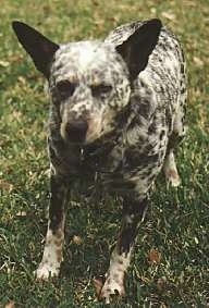 Blue Heeler standing on grass