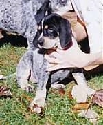 Bluetick Coonhound puppy sitting outside with a persons hand on its neck and chest