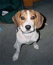 Leo the Beagle sitting on a carpet looking up at the camera holder