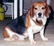 Hambone the Beagle sitting under a table