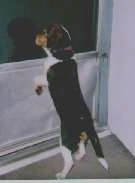 Harley D' Davidson the Beagle jumping up at a screen door