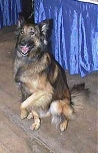 Belgian Tervuren sitting in front of a blue covered table with one paw in the air