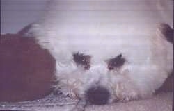 Close Up - Lexi the Bichon Frise laying on a floor