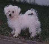 Right Profile - Bichon Frise standing on grass looking towards the camera holder