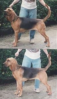 Dixi the Bloodhound being posed by its owner
