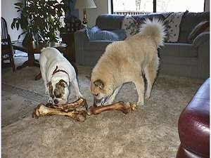 A Bulldog and a Husky Shepherd mixed breed dog are standing on a carpet and chewing on very large dog bones in a living room. The Bulldog has two bones, the Husky mix has one bone.