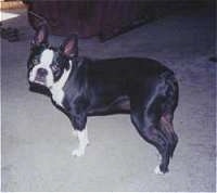 Boston Terrier standing on a carpet looking at the camera holder