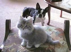 Boston Terrier standing in front of an ottoman which a fluffy gray and white kitten is sitting on